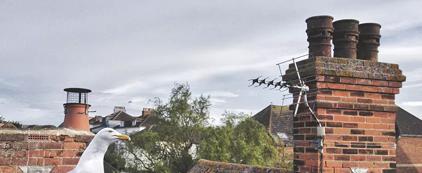 Chimney Cleaning And Restoration in Aurora, California